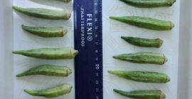 we offer fresh or deep frozen okra ! packaging