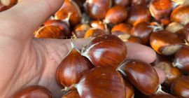 Chestnuts from the Ancares in León, a biosphere reserve,
