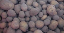 We have for sale feed potatoes. Sorted, dried. Personal