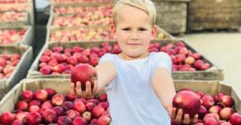 Продавам 30 тона Джонагоред!!! Ябълките са хубави, шарени, чисти,