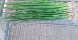 Sale of chives parade by the kilogram visible in