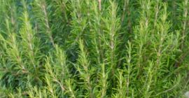 Dried rosemary for sale in bulk