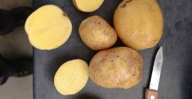 High quality potatoes maya, gala. Grown wtihith care, quality