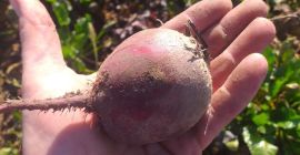I will sell red blood beets from a small