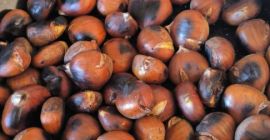I sell home-grown ORGANIC chestnuts from El Bierzo, free