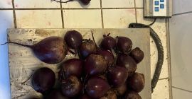 Ich verkaufe in 33334 Gütersloh Rote Bete Größe zwischen