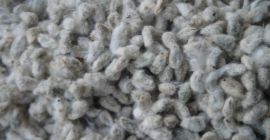 COTTON SEED FOR SALE FOR ANIMAL FEED. COTTON CAKE