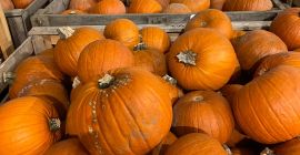 Halloween Pumpkin Available immediately 17 tons. Packed in box