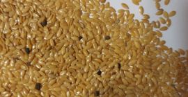 Lino dorato. Purezza 96%. 160 tonnellate.