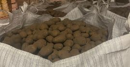 здравей Представлявам компания, която отглежда картофи в Естония. Можем