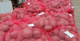 Имаме 500 тона картофи. Опаковани в чували по 10