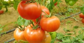 We have a high quality tomato product available in