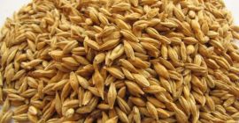 Source the finest Ukrainian barley for your business, whether