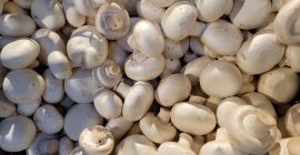 Guten Morgen, ich habe einen weißen Champignon zu verkaufen.