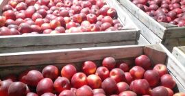 We sell apples of the following varieties: Golden Delicious,