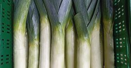 I will sell leek per kg or piece. Commercial