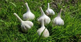 Vendita di aglio direttamente dal giardino, giovane, cresciuto, con