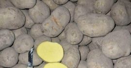 SORAYA potatoes We offer high quality SORAYA potatoes, directly