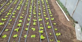 Presto arriverà l&#39;insalata verde della varietà Genesis. Piantati circa