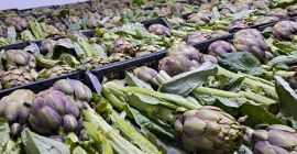 Fresh Tunisian artichokes – premium quality These artichokes, grown