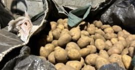 I can sell a healthy potato without any signs