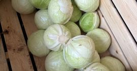 Hello. I have for sale white cabbage for industry