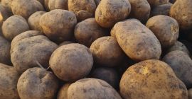 We can offer yellow and red potatoes. We can