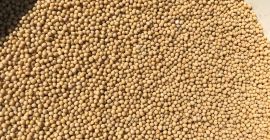 We offer for sale purified yellow mustard seeds of