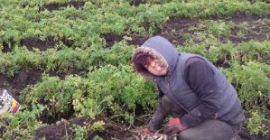 Parsley of the Arat variety is tasty, stores well,