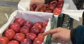 здравейте, аз съм Даниел, имам ябълка с високо качество