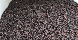 We offer for sale purified black mustard seeds of