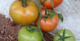 Высококачественные томаты из Марокко. Известные своим насыщенным вкусом, оптимальной