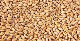 Wholesale sales directly from the manufacturer in Kazakhstan: Wheat