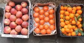 Велепродаја мандарина из Грчке, две палете, пластичне касете цена