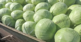 Ще купуваме бяло зеле на Psemusl