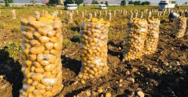Preis für Kochkartoffeln (TONNE): 365 € Die Kartoffeln sind