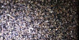 I will sell buckwheat grown without the use of