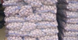 Польська компанія MM TRADE KONSULTING пропонує продаж картоплі різних