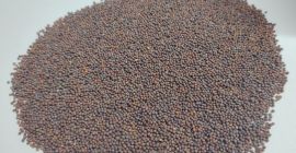 Продаваме кафяв синап 99,98% чистота, почистен сортекс, без остатъци