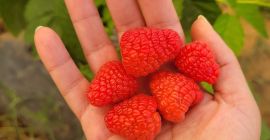 Varietà eccezionali: offriamo la varietà Adelita e un&#39;altra varietà