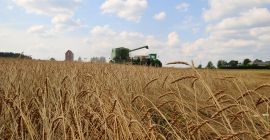 Organic de-hulled spelt (husks removed and milling ready), which