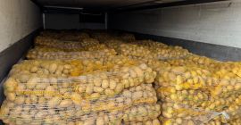 Нудимо Сораиа кромпир у џаковима од 15 кг. Калибар