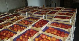Fresh apples directly from the producer Our offer includes: