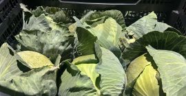 I am selling smooth cabbage, harvest forecast for May.