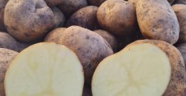 Potatoes Melody, Gala ,Madrid,Nectar.