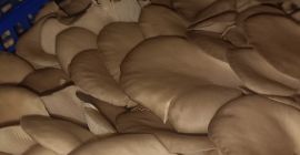 В продаже имеются вешенки с собственной фермы. Доступные объемы