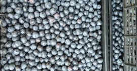 Ich verkaufe eine große Menge frischer Blaubeeren. In 6,