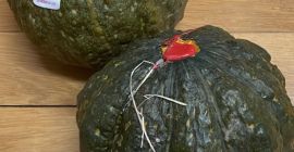 Тикви Делика, свеж продукт