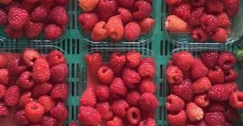 Hello, we produce tunnel raspberries, red currants, blueberries, we