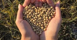 Семената на соята са най-разпространени сред зърнено-бобовите и маслодайните